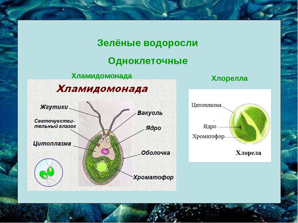 Строение хламидомонады 5 класс рисунок с подписями