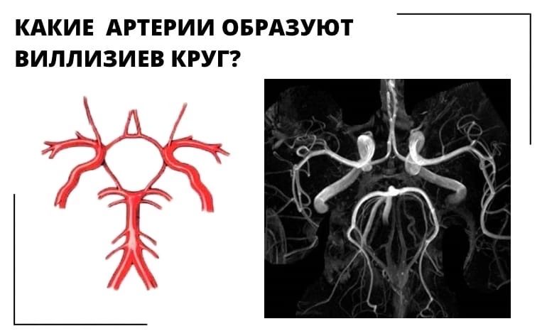 Виллизиев круг рисунок с обозначениями