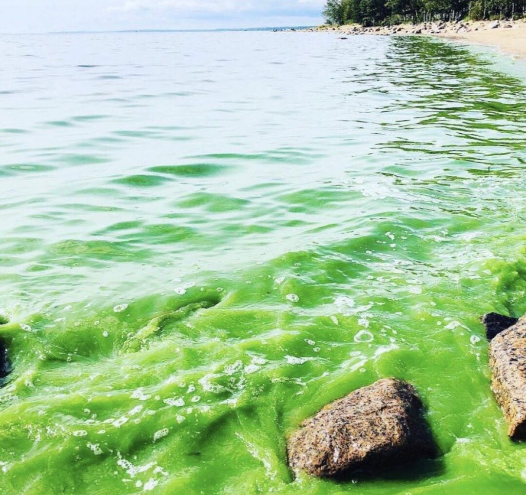 Вода в заливе сегодня. Сине-зеленые водоросли в финском заливе. Синезеленые водоросли в финском заливе. Зеленая водоросль на финском заливе. Цветение воды финский залив.