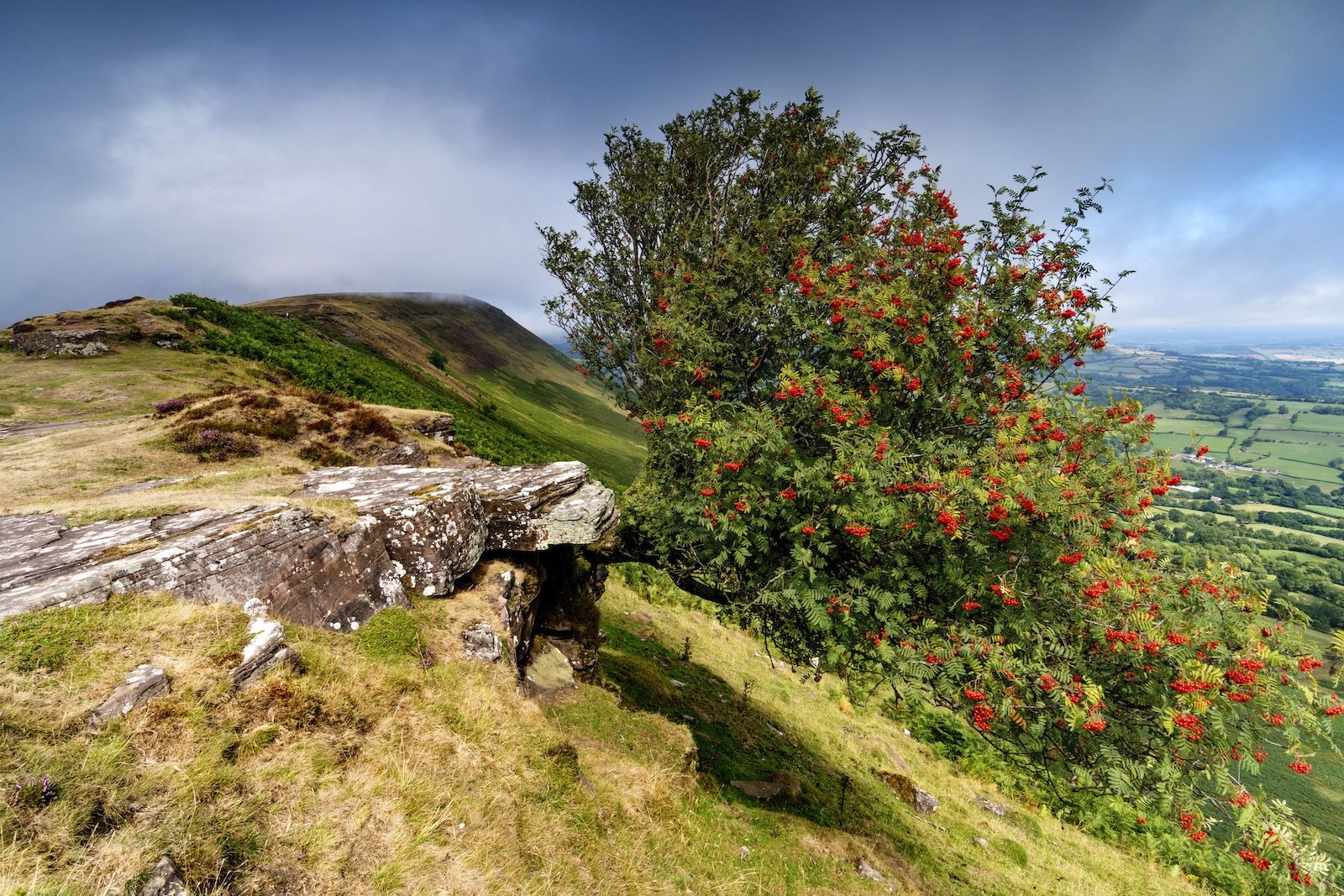 Mountain ash. Mountain Ash Tree. Рябина цветет. Plant Mountain Ash. Mountain Ash in Garden.