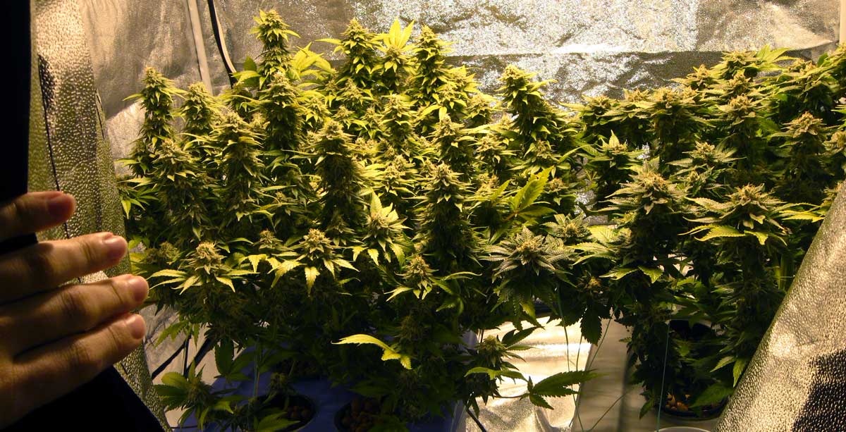 выращивание марихуаны дома ответственность
