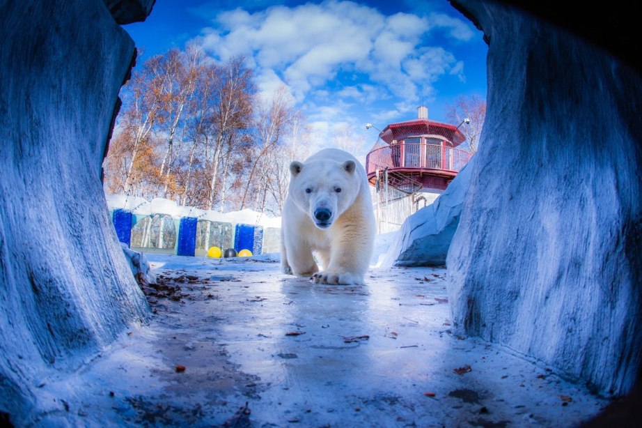 В хабаровском зоосаде отметят День полярного медведя
