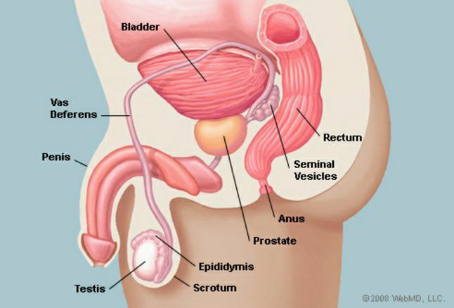 Men ayol sperma va kunnilingus istayman Men ayol sperma va kunnilingus istayman