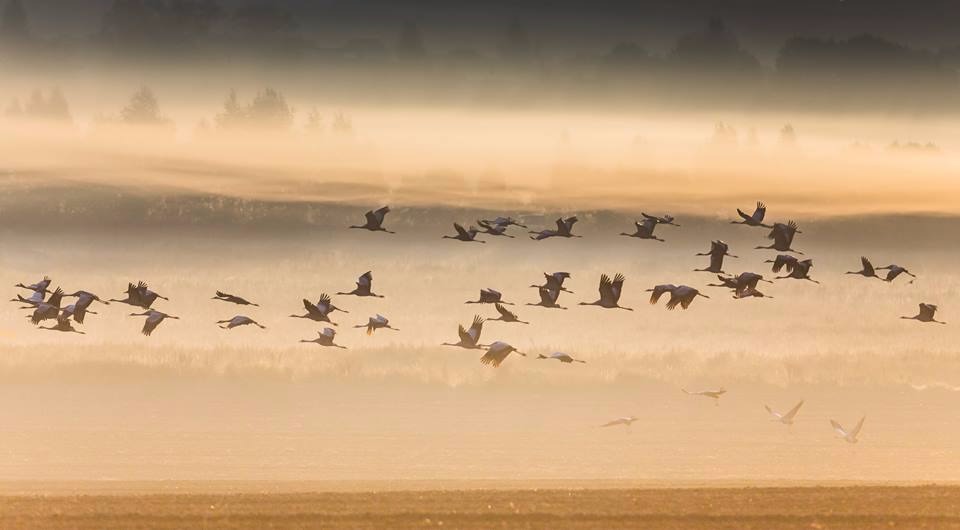 Журавли – Telegraph