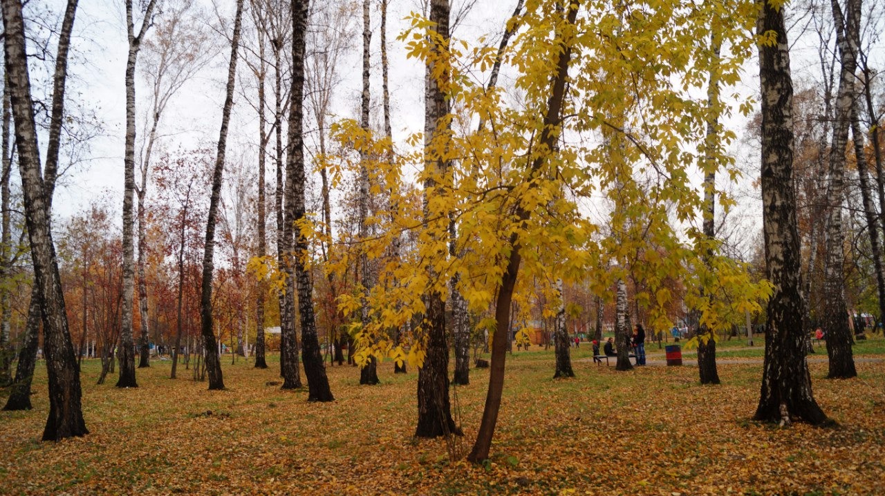 Парк березовая роща. Парк Березовая роща Ховрино. Берёзовая роща парк Новосибирск. Берёзовая роща (парк, Яранск).