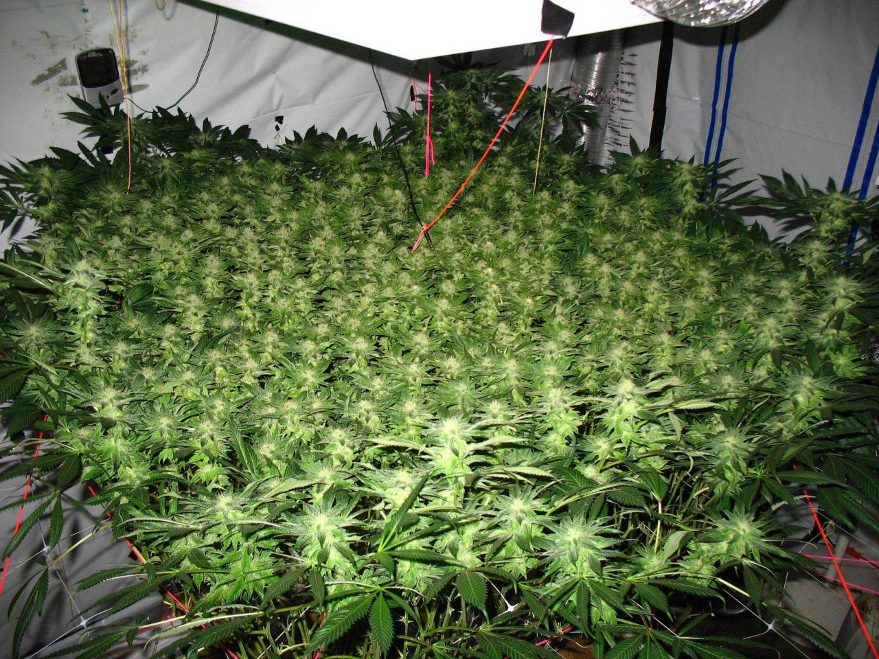 С чего начать выращивание марихуаны конопля растущая