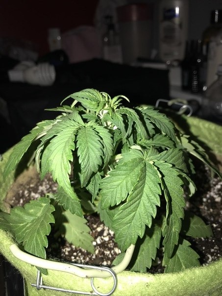 first OVERFLOW CANNABIS