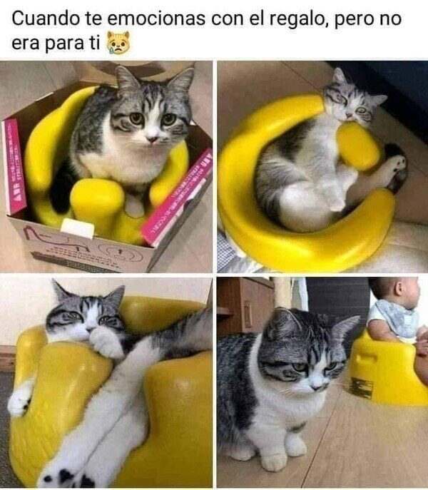El gato emocionado por algo que no es para él
