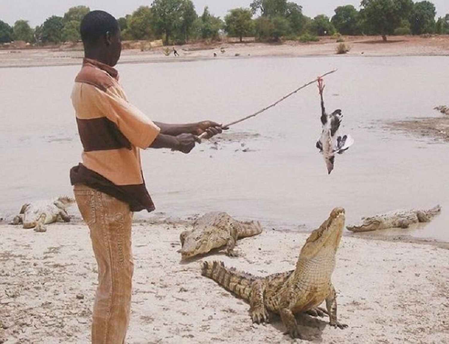 Крокодил живет в африке. Крокодил живёт в Африке. Священный крокодил. Крокодил дружит с человеком.