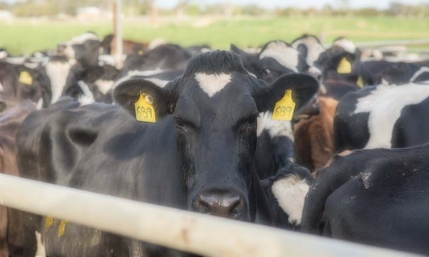 В порту Австралии удерживают 5 тыс. коров, предназначенных на экспорт в Китай