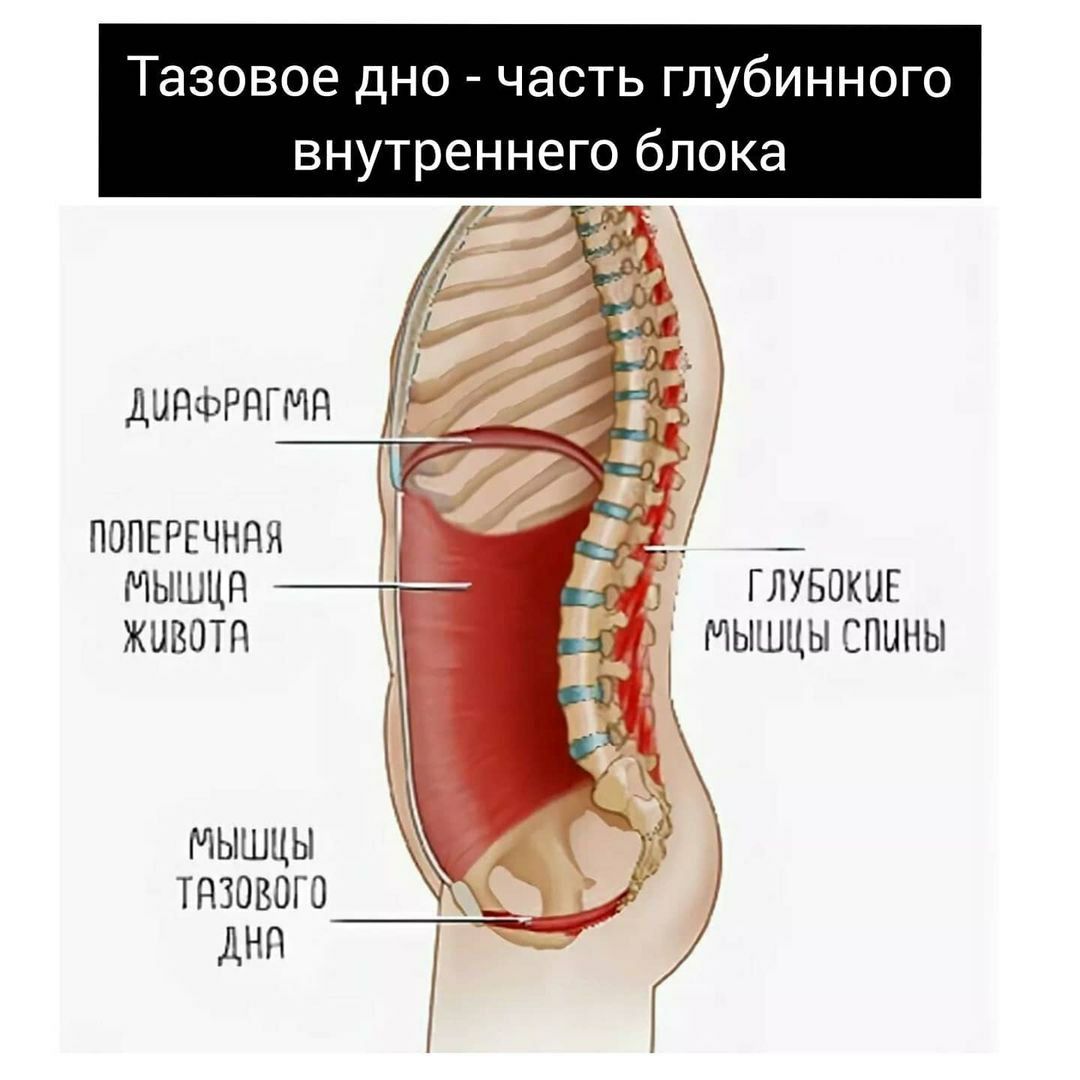 Мышцы кора анатомия