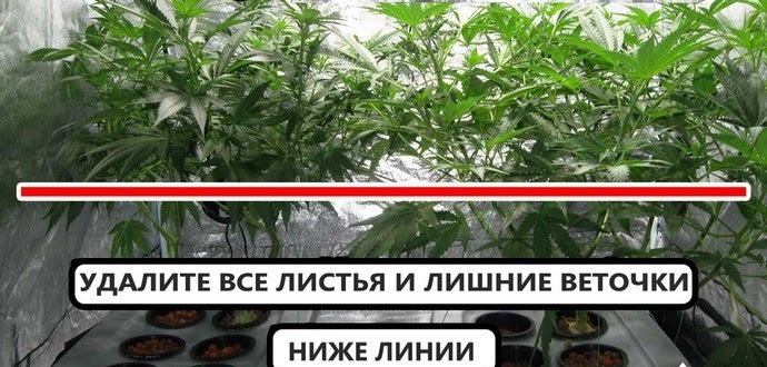 удаление листьев конопли