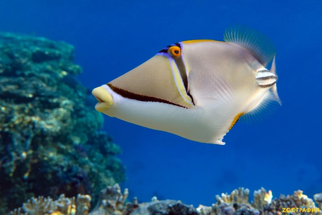 Морская рыба список. Как она называется эта рыба. Как она называется эта рыба. Рыба фугу. Как она называется эта рыба.