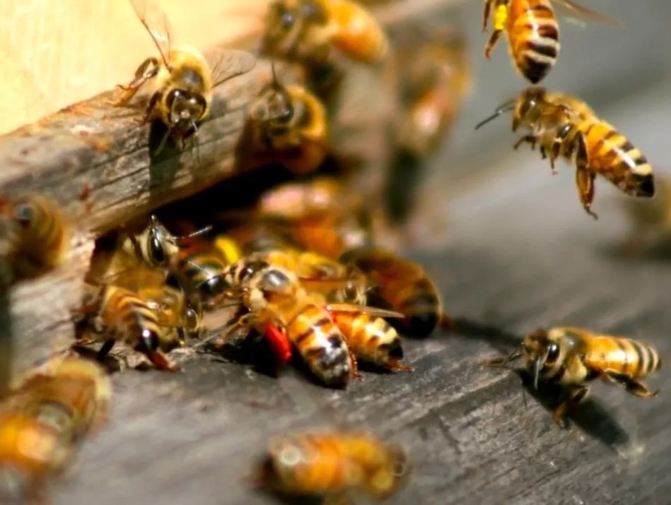 В Минсельхозе признали большой ущерб от массовой гибели пчел в регионах
