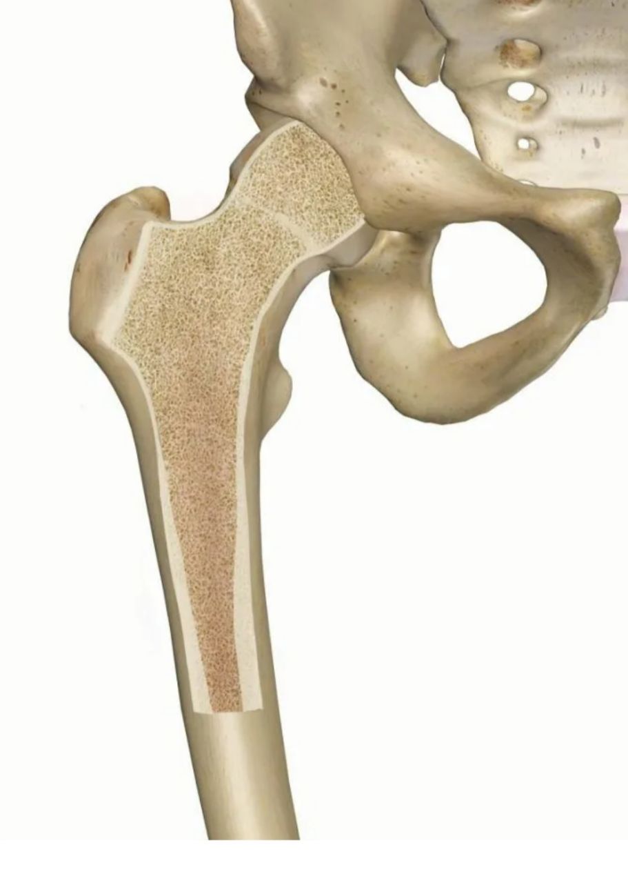 Сколько костей в бедре. Большой вертел бедренной кости. Тазобедренный сустав анатомия. Бедренная кость (femur). Скелет тазобедренный сустав анатомия.