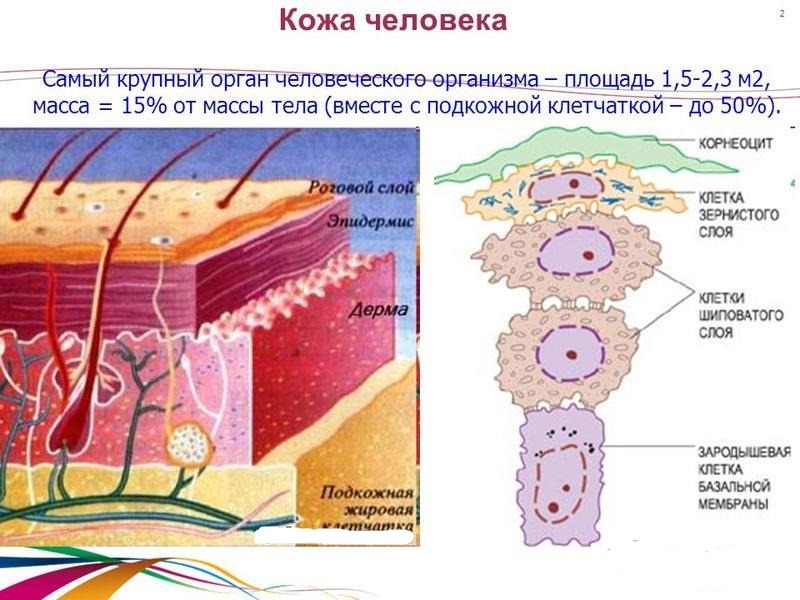 Общая масса клеток в человеке. Кожа человека. Клетки кожи. Типы клеток кожи.