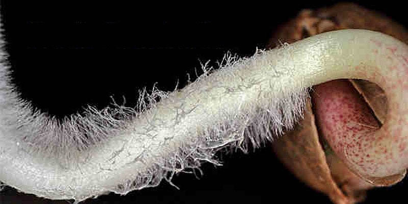 прорастание семени конопли