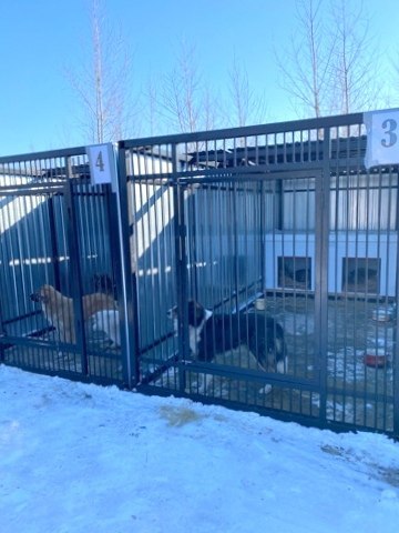 Новые клетки для бесхозных собакенов и котиков изготовили в Хабаровска