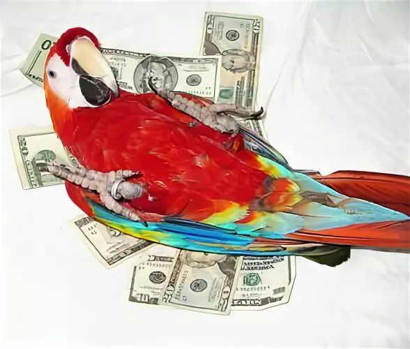 Пеликан с деньгами в клюве картинка