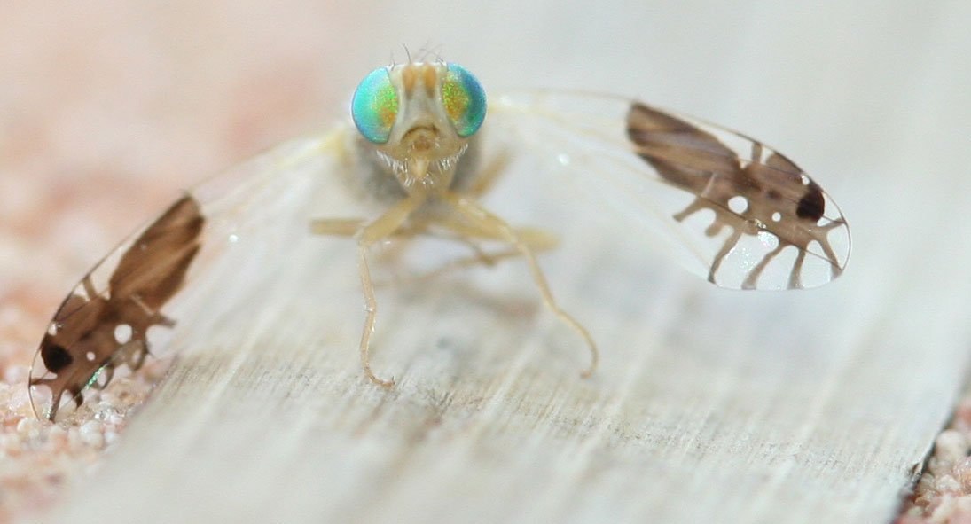 Две мухи. Муха Goniurellia. Goniurellia Tridens. Мухи вида Goniurellia Tridens.. Мурашки отпугивали врагов.