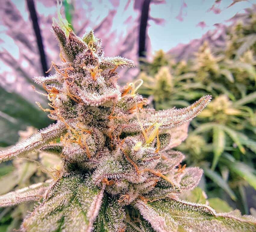 Pineapple Autoflowering Telegraph