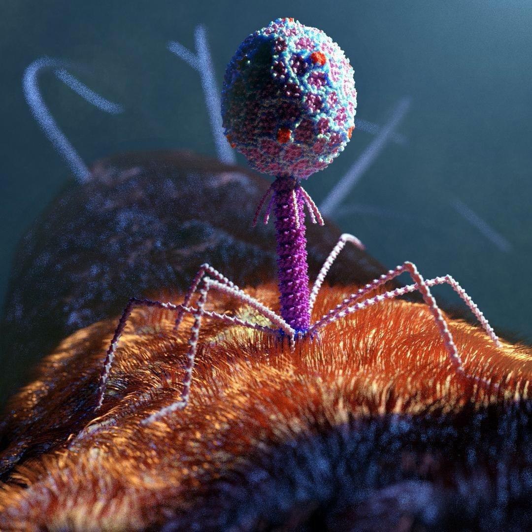 Бактериофаг вирус бактерий