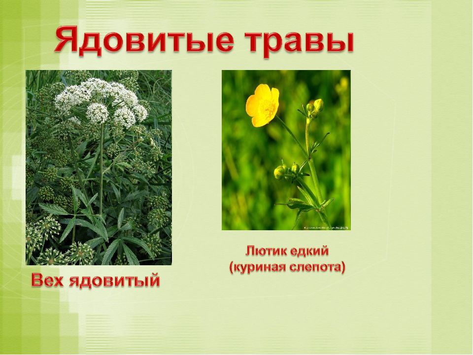 Ядовитые растения кемеровской области фото и описание