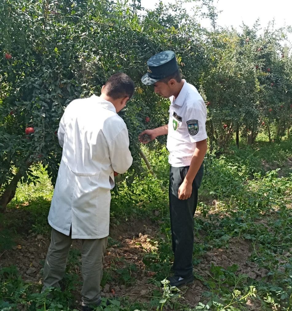 Бешбармак кыргызский. Боғ зараркунандалари. Шеш беш игра. Ўсимликлар карантини ва ҳимояси агентлиги кукдалада. Ун беш.