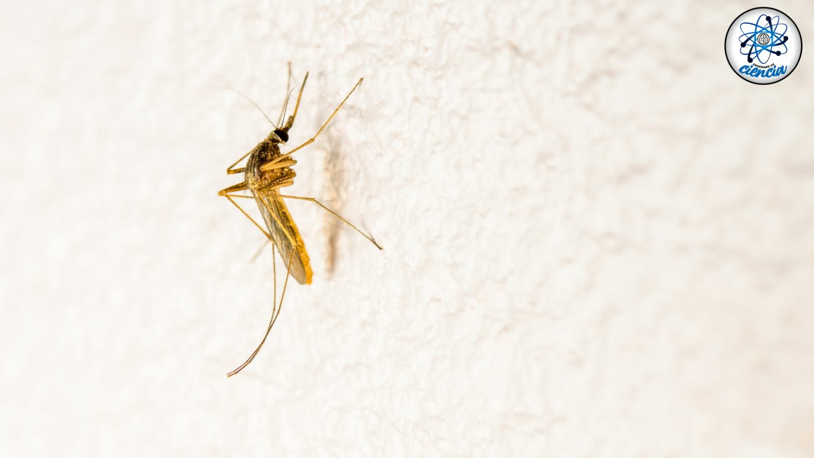 Rejtély megoldva: Most derült ki, hogy a szúnyogok miért csak néhány embert támadnak meg