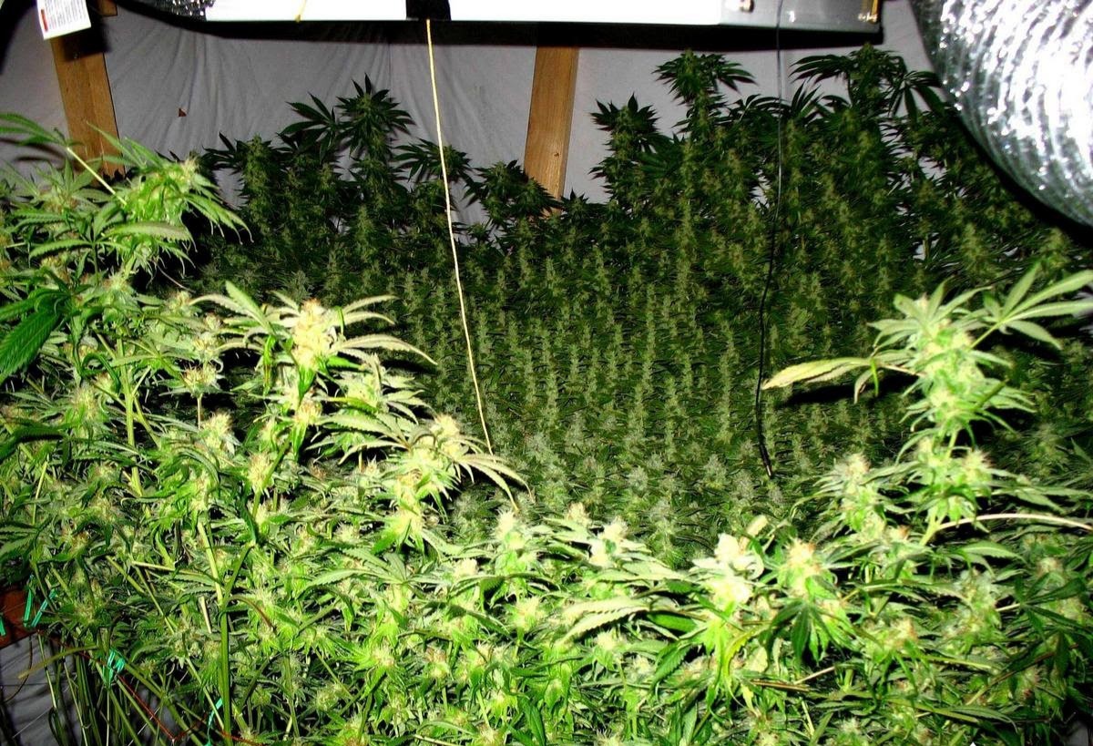 huge cannabis bush ScrOG