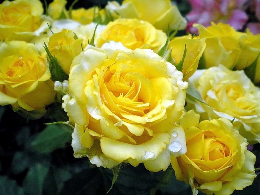 Лимонные розы