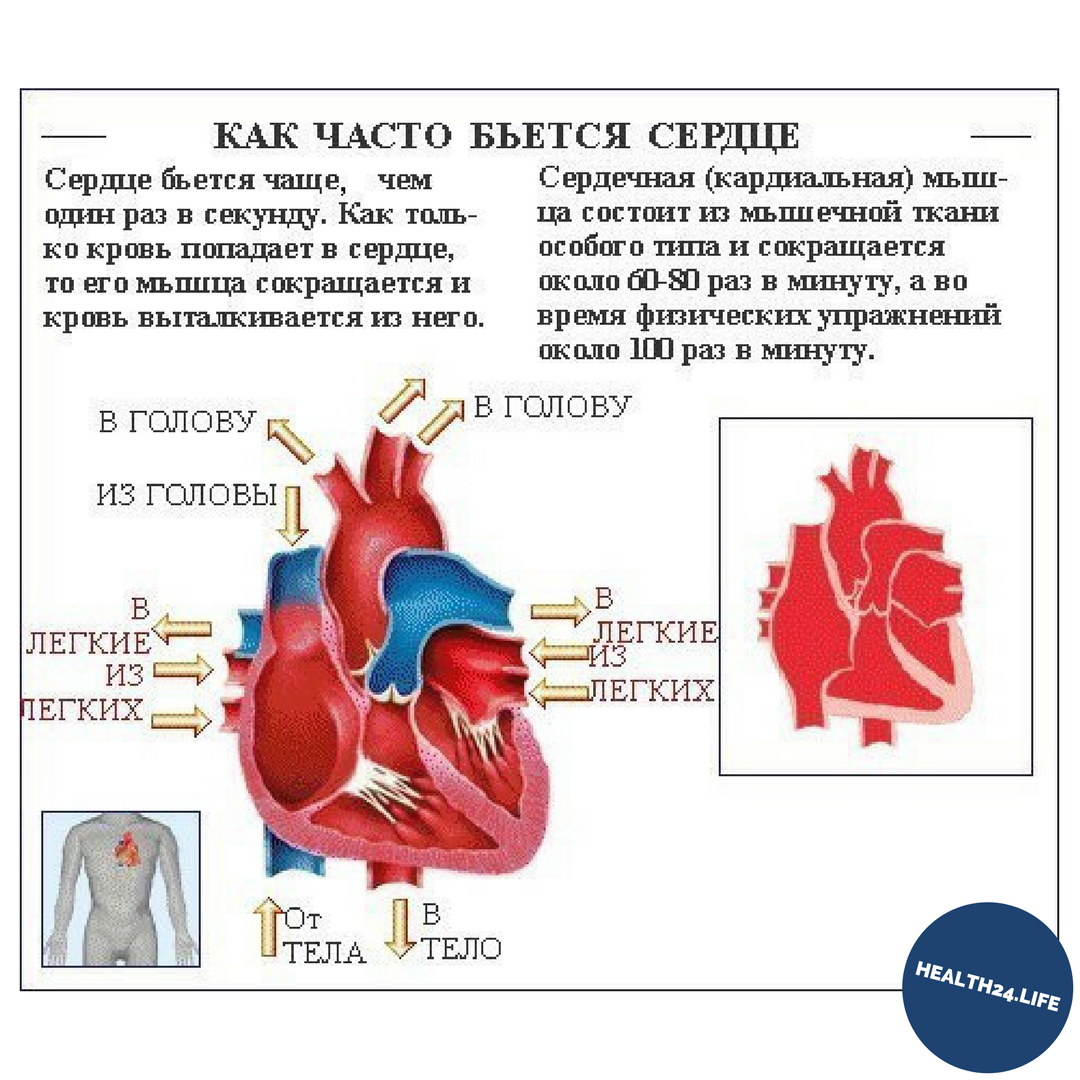 при оргазме сердце сильно бьется сердце фото 117