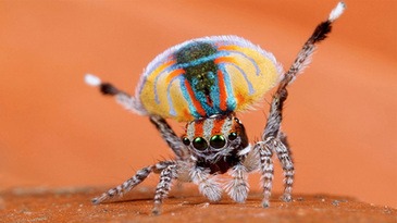 El cortejo de la araña pavo real