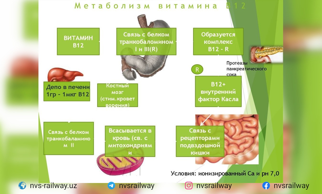 Витамины обмен веществ тест