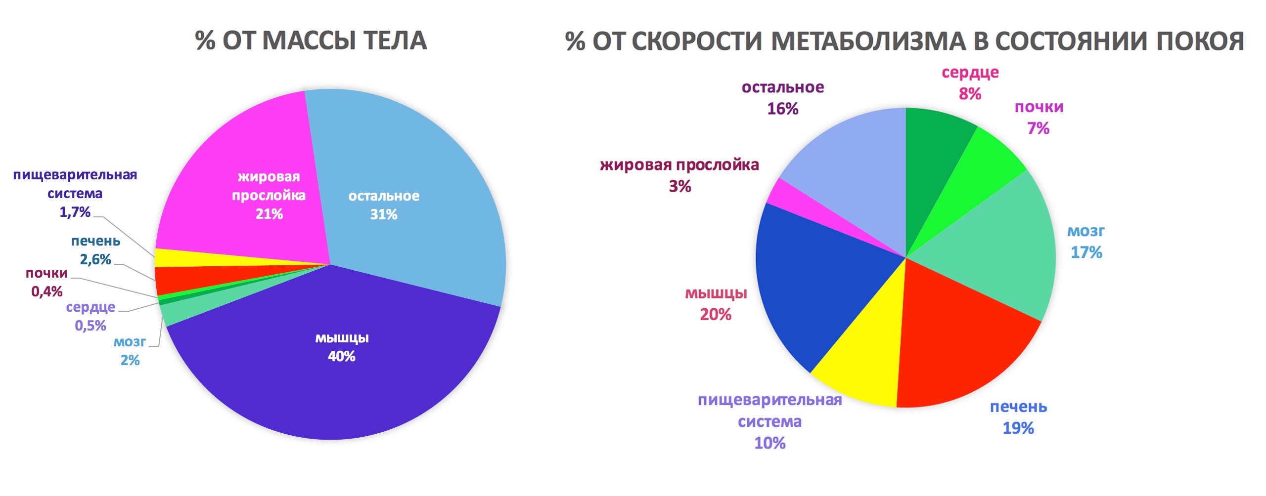 Обмен веществ в покое