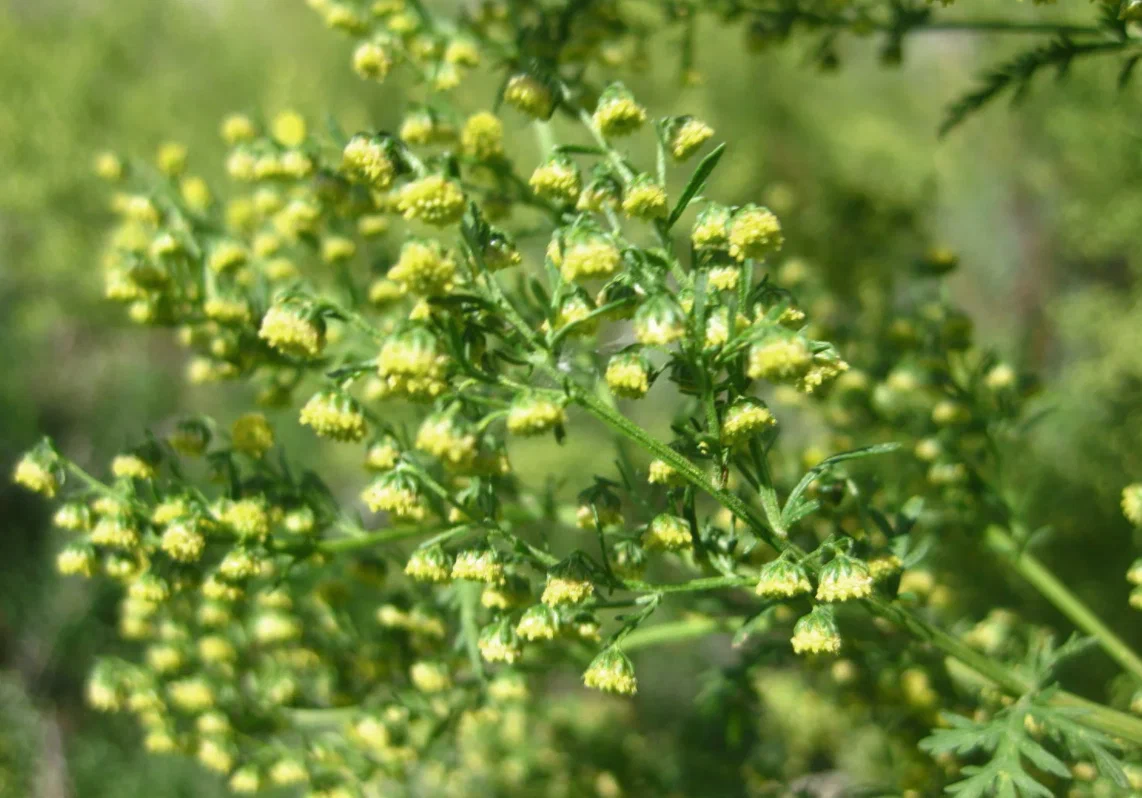 МАГИЧЕСКИЕ СВОЙСТВА ПОЛЫНИ – Telegraph