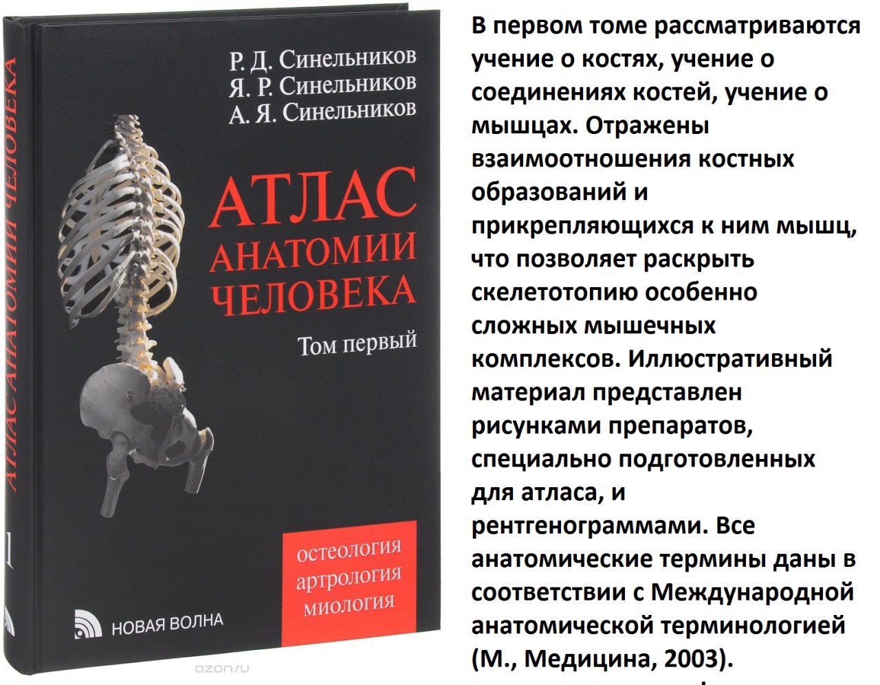 Синельников атлас анатомии pdf