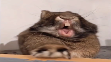 Sonidos de animales bostezando