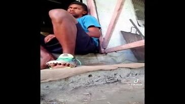 León contra un gato