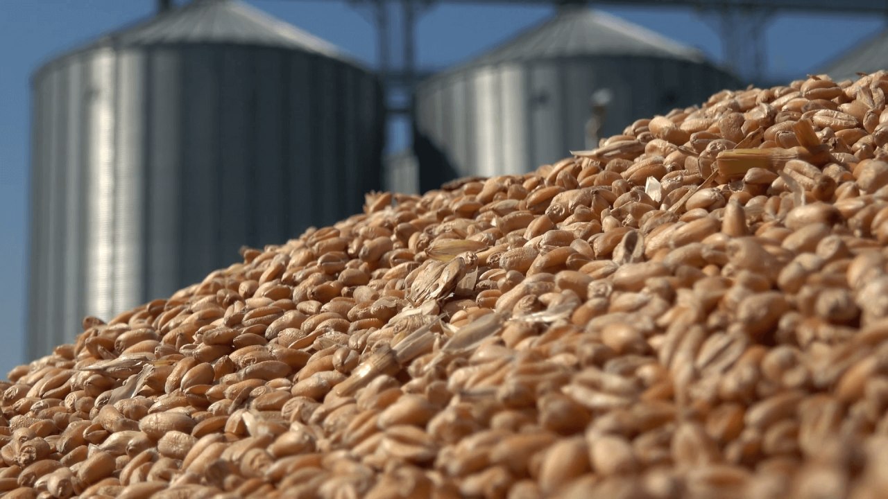 Цены на российскую пшеницу на мировом рынке восстановились до уровня прошлого года