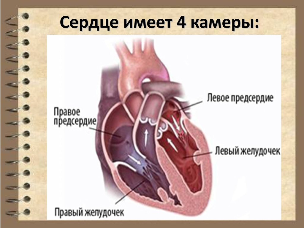 Сердце справа. Строение клапанов сердца. Створчатые клапаны расположены между предсердиями и желудочками.