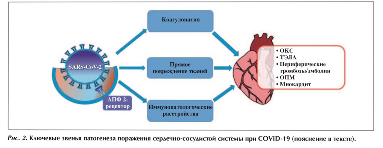 Основной механизм передачи ковид 19. Патогенез сердечно сосудистых заболеваний. Механизм развития сердечно сосудистых заболеваний. Осложнения при сердечно-сосудистых заболеваниях. Сердечно сосудистая система патогенез.