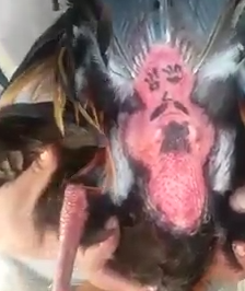 El culo del gallo canta