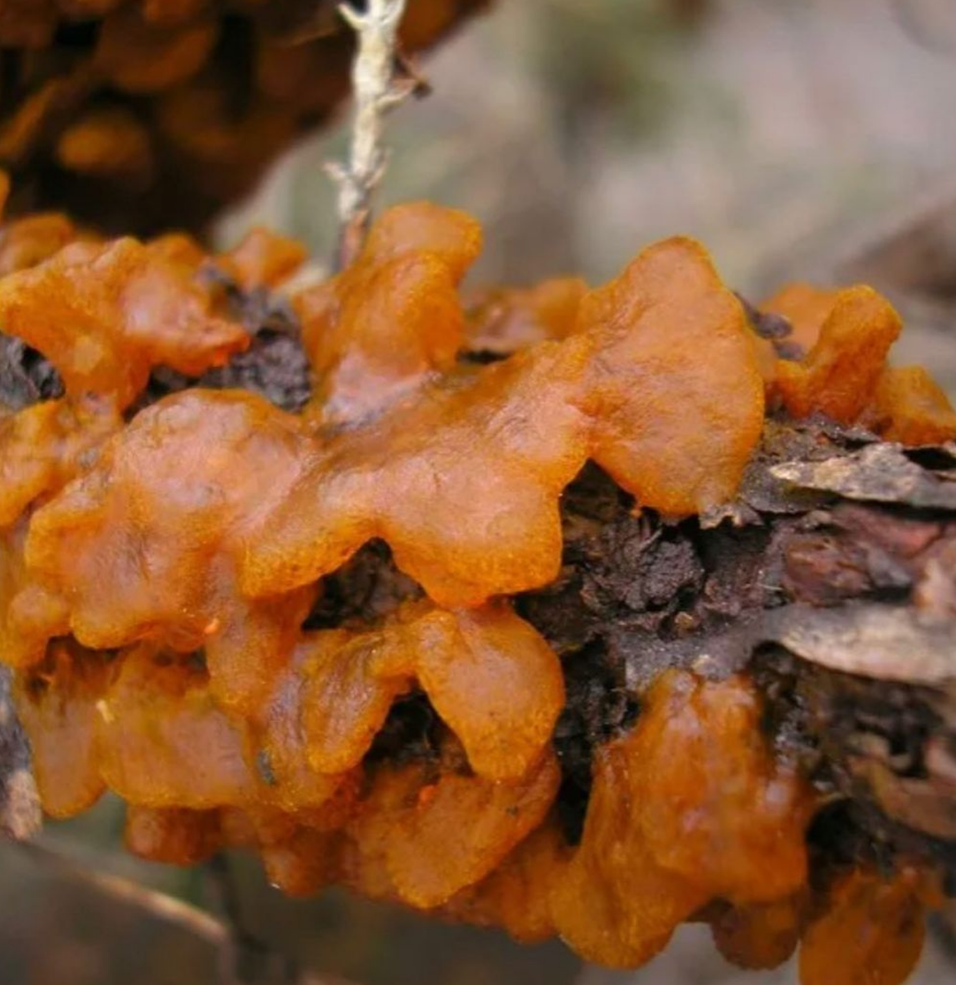 Желтые образования. Gymnosporangium sabinae. Gymnosporangium sabinae на можжевельнике. Пузырчатая ржавчина можжевельника. Ржавчинный гриб на можжевельнике.