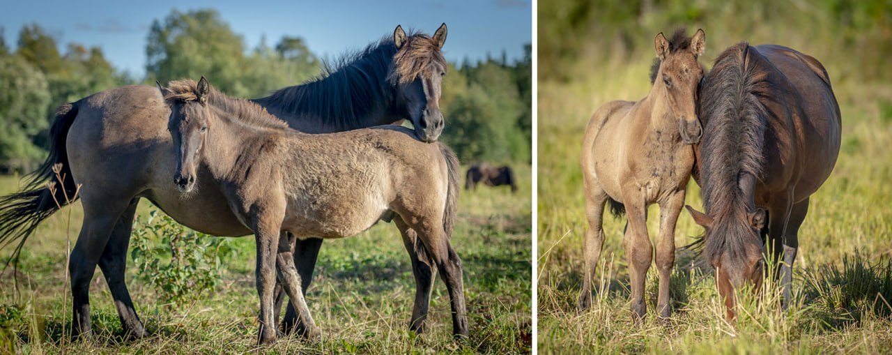 Horse 13. Мезенка лошадь. Конь с его большим хозяйством. Облегченный Подтип мезенской лошади. Лошади это что то другое.