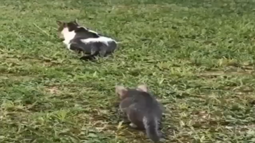 Asustando a mami gatita
