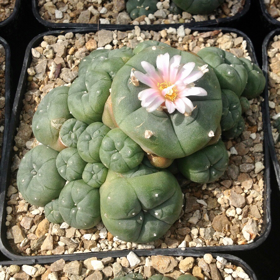 Мескалин. Пейот (Lophophora williamsii. Мескалин (Пейот). Кактус Lophophora williamsii. Лофофора Уильямса.