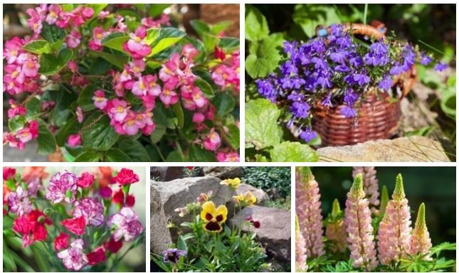 Какие Цветы Можно Купить В Феврале