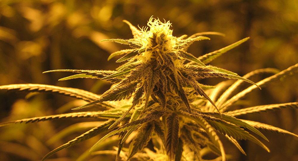 Сколько дней тест показывает марихуану семена афганки почтой