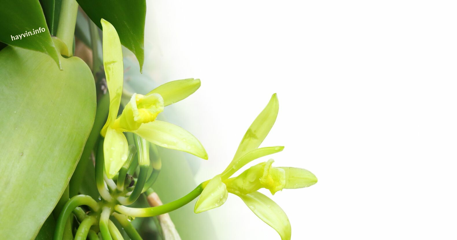 Ezek a trükkök érdemes alkalmazni a vanílianövényedre, hogy leveles maradjon és virágozzon